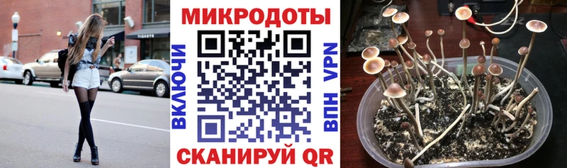 Псилоцибиновые грибы Psilocybe  Семилуки 